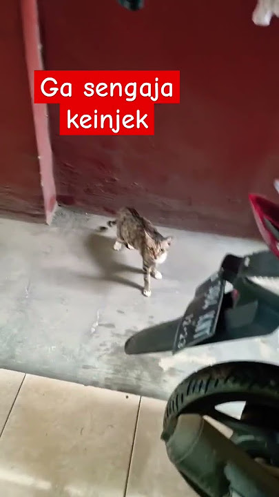 kucing ga sengaja keinjek kakinya