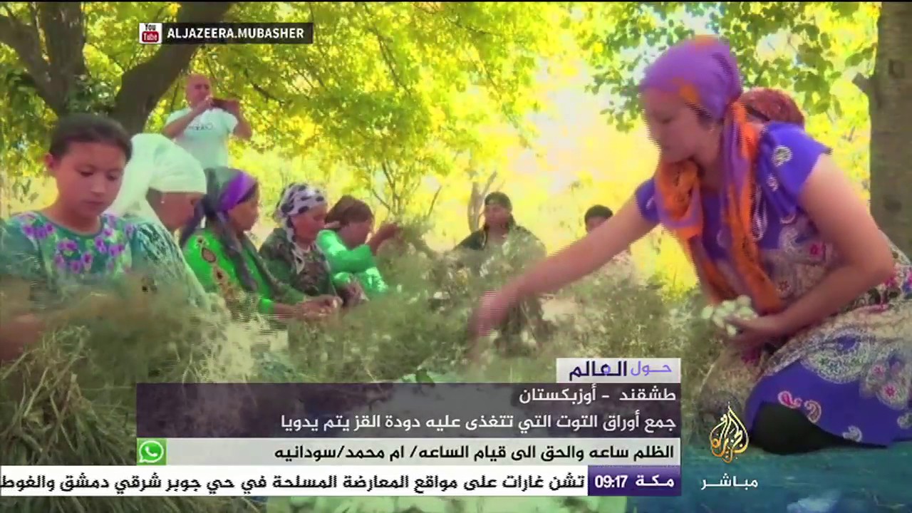 بالخطوات كيف تتم عملية استخلاص الحرير