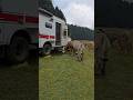 Afternoon visitors at camp in Mexico