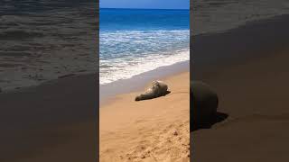 Rare Hawaiian Monk Seal Napping on the Beach #kaanapali #maui #Hawaii