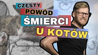 Poważny problem u kotów - Choroba nerek krok po kroku