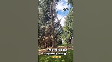 “Tree work gone completely wrong” 🌴🤣🤣🤣 #shorts #funny