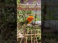 African love birds Ring variety