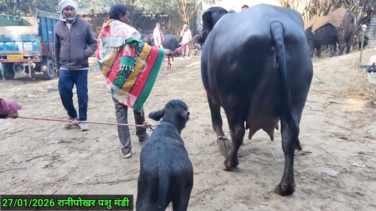 बिहार की एकमात्र पशु मंडी जहां मिलती है बड़ी बड़ी दुधारू भैंस #ranipokharmandi #buffalobazzar
