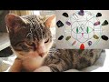 Crystal Grid for Cats! How to draw a unique crystal grid