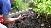 FAMILY FARMER YUKON GOLD POTATO 