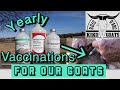 Vaccinations For GOATS | Giving Goats Shots | Kiko Goats