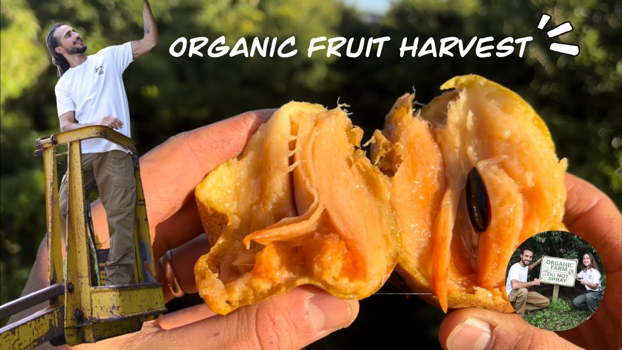 Fruit Hunters Farm POV Harvest Sapodilla Passion Fruit organic