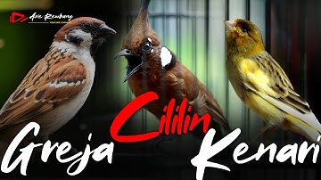 MASTERAN CILILIN - GREJA TARUNG - KENARI | AUDIO JERNIH