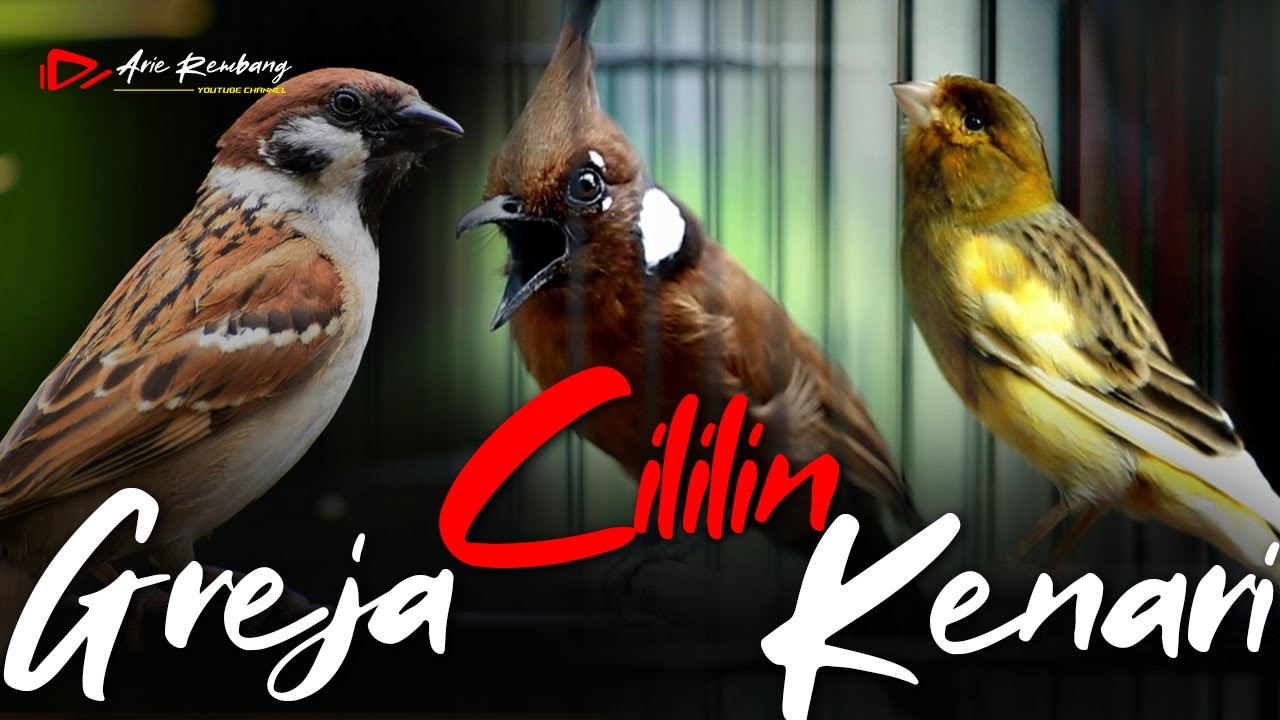 MASTERAN CILILIN - GREJA TARUNG - KENARI | AUDIO JERNIH