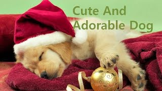 Cute And Adorable Dog--Dog Crush Compilation