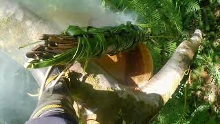 Puhag Sa Putyokan Sa Umbrella Tree Agrisibo Igsoon