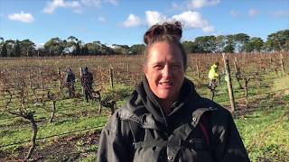 Lessons From The Vine: Pruning With Belinda