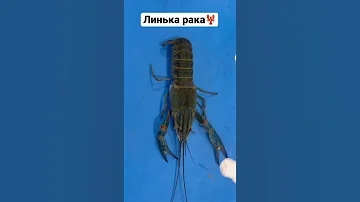 Линька австралийского рака🦞#shorts