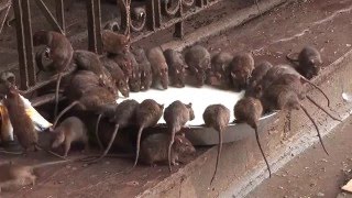 Шок -  Индийский Храм Крыс