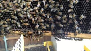 Beekeeping - Late September Inspection