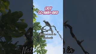 Grey go-away-bird calling | Nature Sounds | #timbavati #wildlife #animalsounds