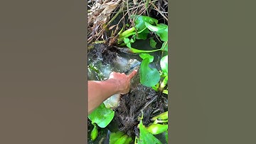 Lờ cá đặt không cần mồi dính đủ loại cá