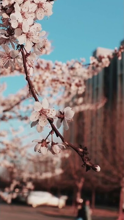 China 🇨🇳 4k video #china #4k #4kvideo