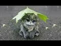 「猫かわいい」 すごくかわいい子猫 - 最も面白い猫の映画 #241