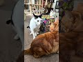 【にぃにぃ】鳴き声特集。