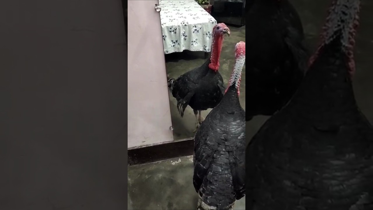 #870 #Turkey 🦃 #sad #vrilvideo @devgurubodalkiri3407