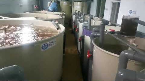 Red Tilapia-RAS system