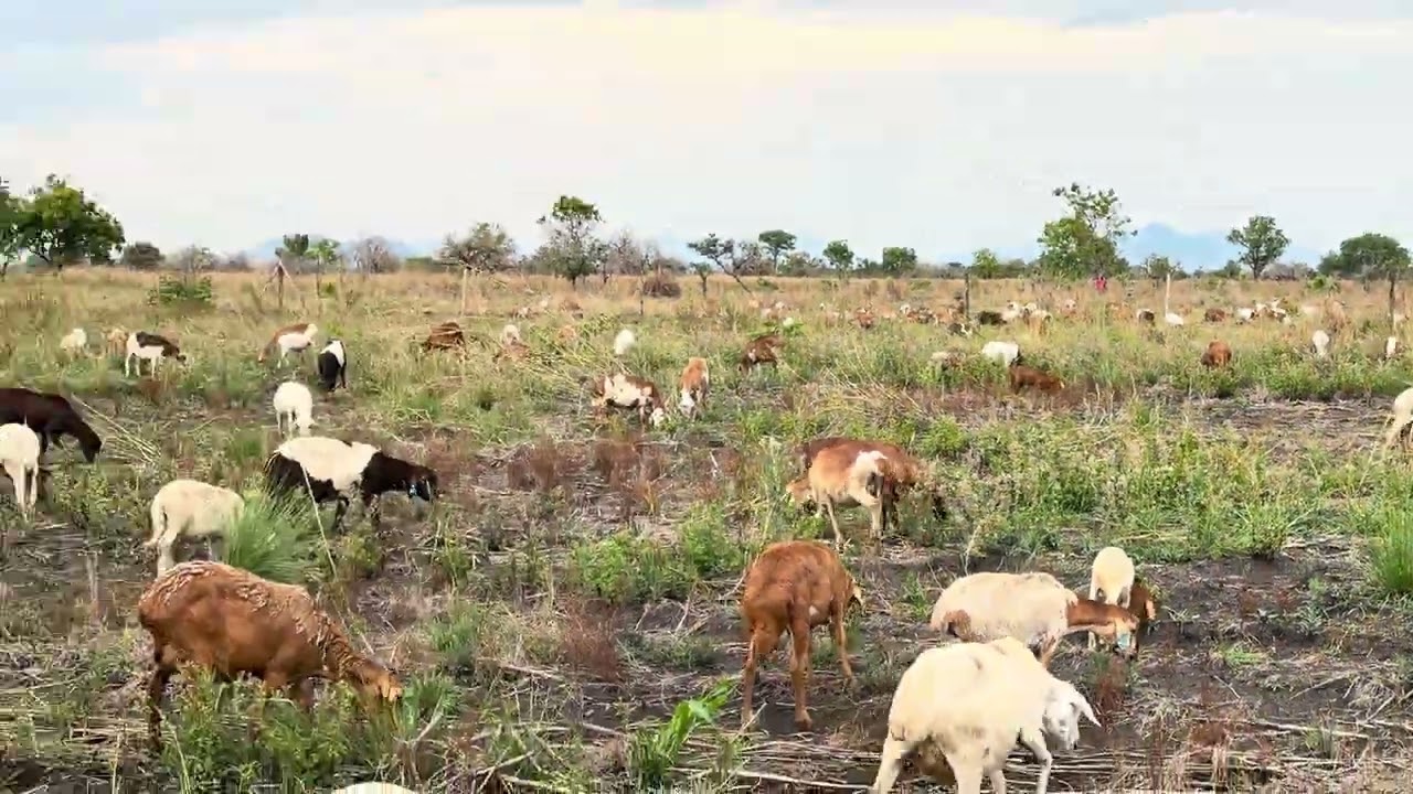 দুম্বাকে আমরা কিভাবে মাঠে চড়ায়