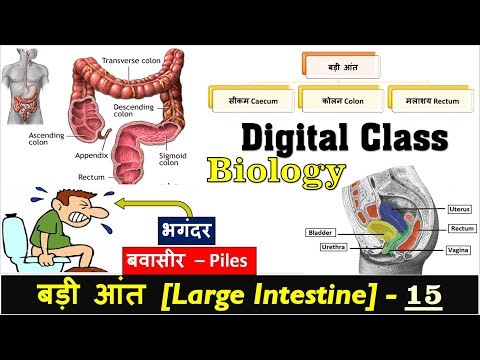 15.Large Intestine and Its work, Colon, Rectum and Anus, Defecation in Hindi by Nitin Sir Study91