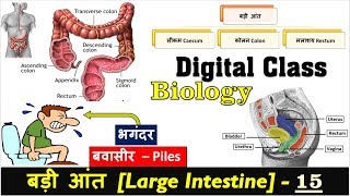 15.Large Intestine and Its work, Colon, Rectum and Anus, Defecation in Hindi by Nitin Sir Study91