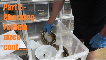 Part 2 - Checking Follicle Development on Ball Pythons before pairing - breeding season 21-22