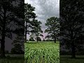 #nature #air #wind #storm #tree #grass #moves #soul #calm #sky #sound #hearttouching