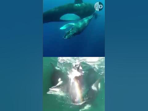 Why Don't Orcas Attack Humans? - YouTube