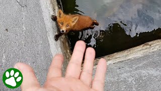 Fox pup asks for help