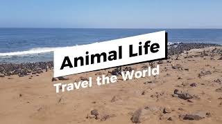 Exploring the fascinating realm of the animal world
