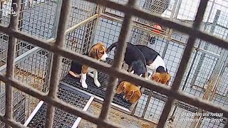 An industry built on suffering (Inside MBR Acres)