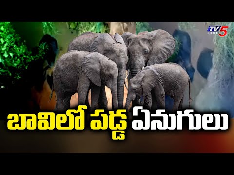 బావిలో పడ్డ ఏనుగులు : Elephants Fall Into Well In Chhattisgarh - TV5 News - TV5NEWS