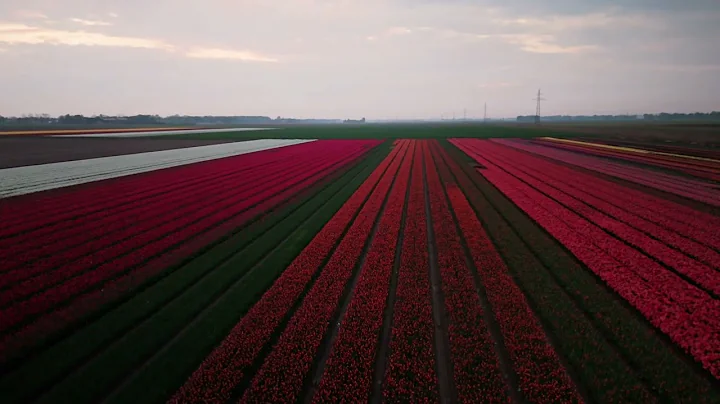 Stunning Drone Views of Dutch Tulip Fields | Noordoostpolder, Netherlands