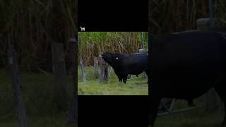 Cute Cow | Funny Sound Farm Animals #shorts #wildlife #cow screenshot 4