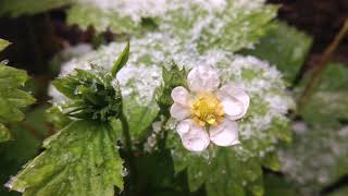 April Snow Showers Bring No Flowers 🥀