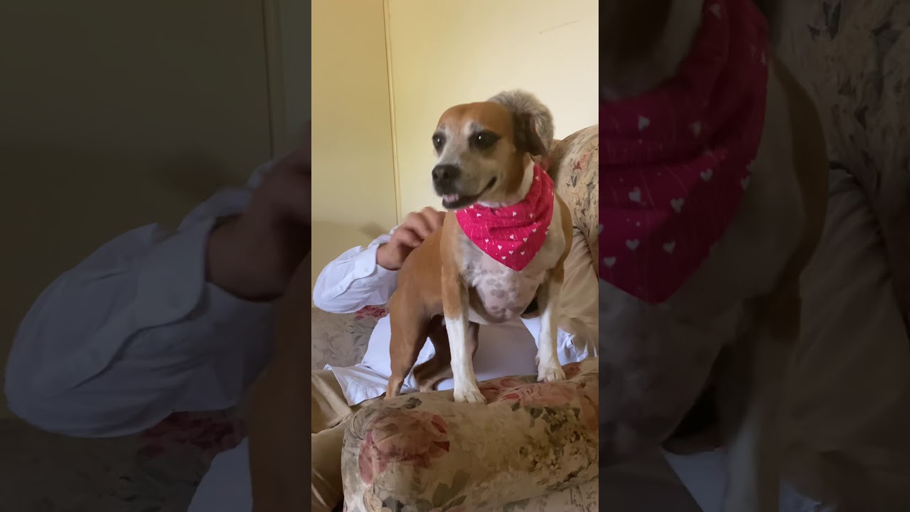 Back scratch YouTube