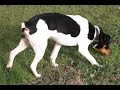 Cómo enseñar a rastrear a tu perro - introducción al rastreo primeros pasos (parte1)