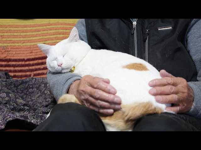 しらたまを抱っこしてなでなで 260322 - YouTube