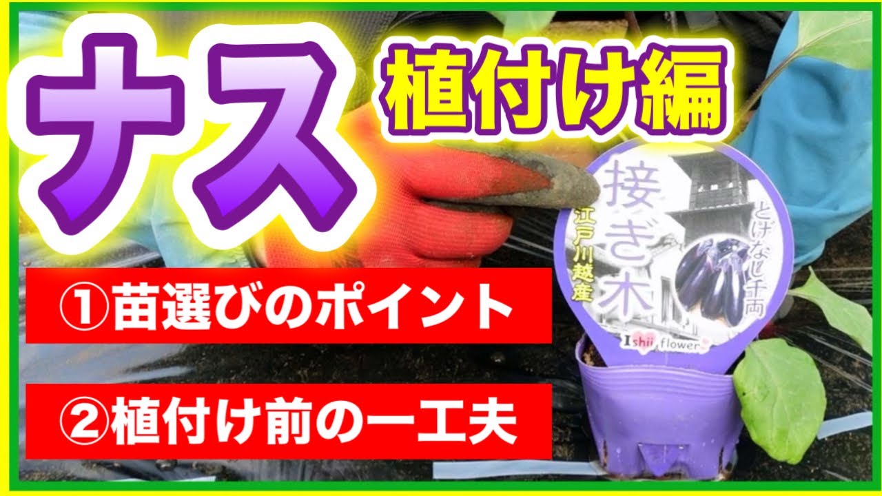 ナスの育て方・植付け編】元気に生長する、苗選びのポイント