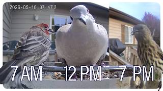 5/10/2026 Flathead Valley Bird Cam