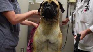 Viewmont Animal Hospital