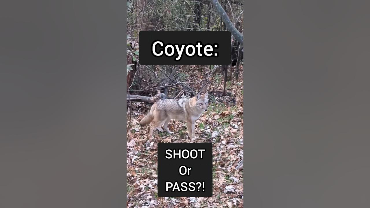 Should You Shoot A Coyote During Deer Season shorts coyotehunting 