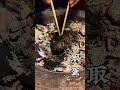 How does an egg cook in a frog’s mouth