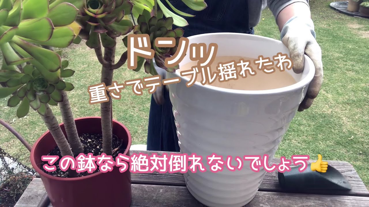 黒法師の植え替え 黒法師 アエオニウム 多肉植物 植え替え 多頭 Youtube