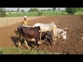 بیلوں سے ہل چلایں پرانی یادیں تازہ کریں Village Life  Plowing The Field With Oxes Punjab Pakistan